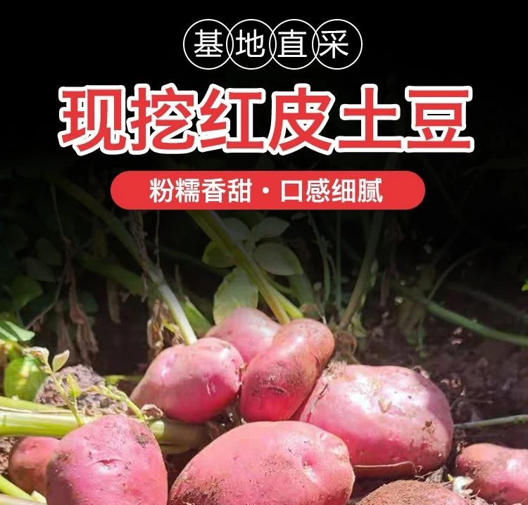 2025【直播特惠】云南红皮黄心土豆现挖新鲜洋芋软糯面红心土豆
