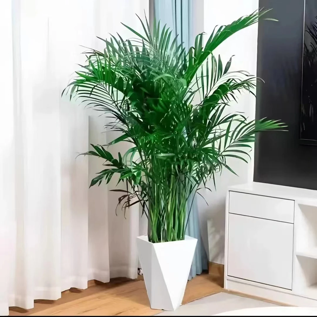【80-100cm】富贵室内盆栽绿植客厅耐旱卧室盆景落地摆放大型