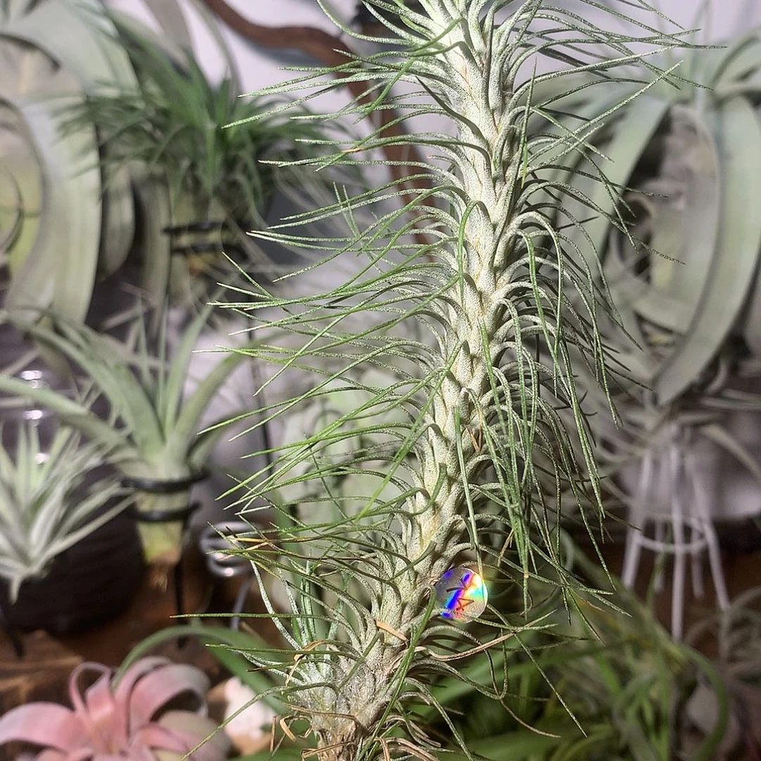 银狐74号 空气凤梨