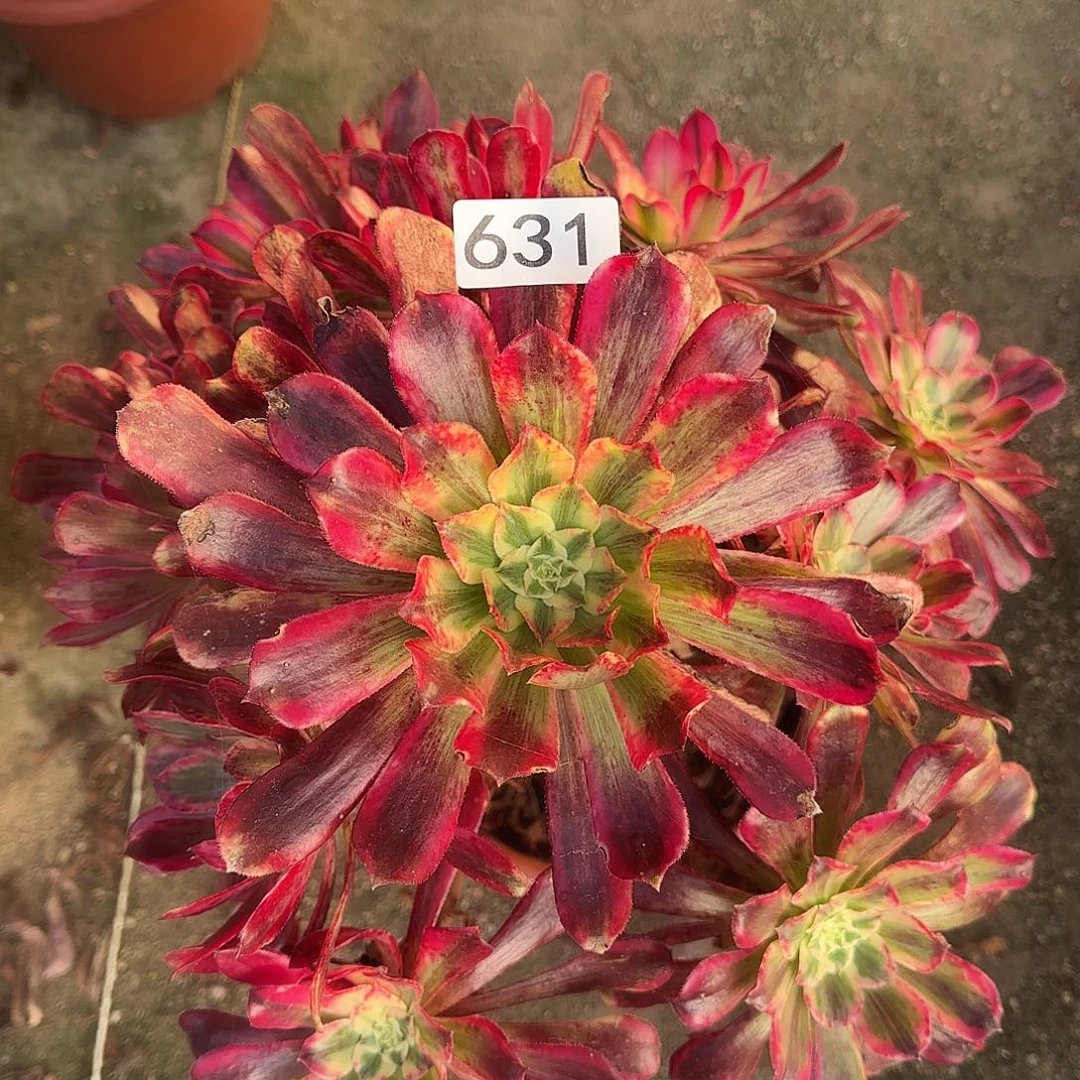 多肉植物法师波斯631