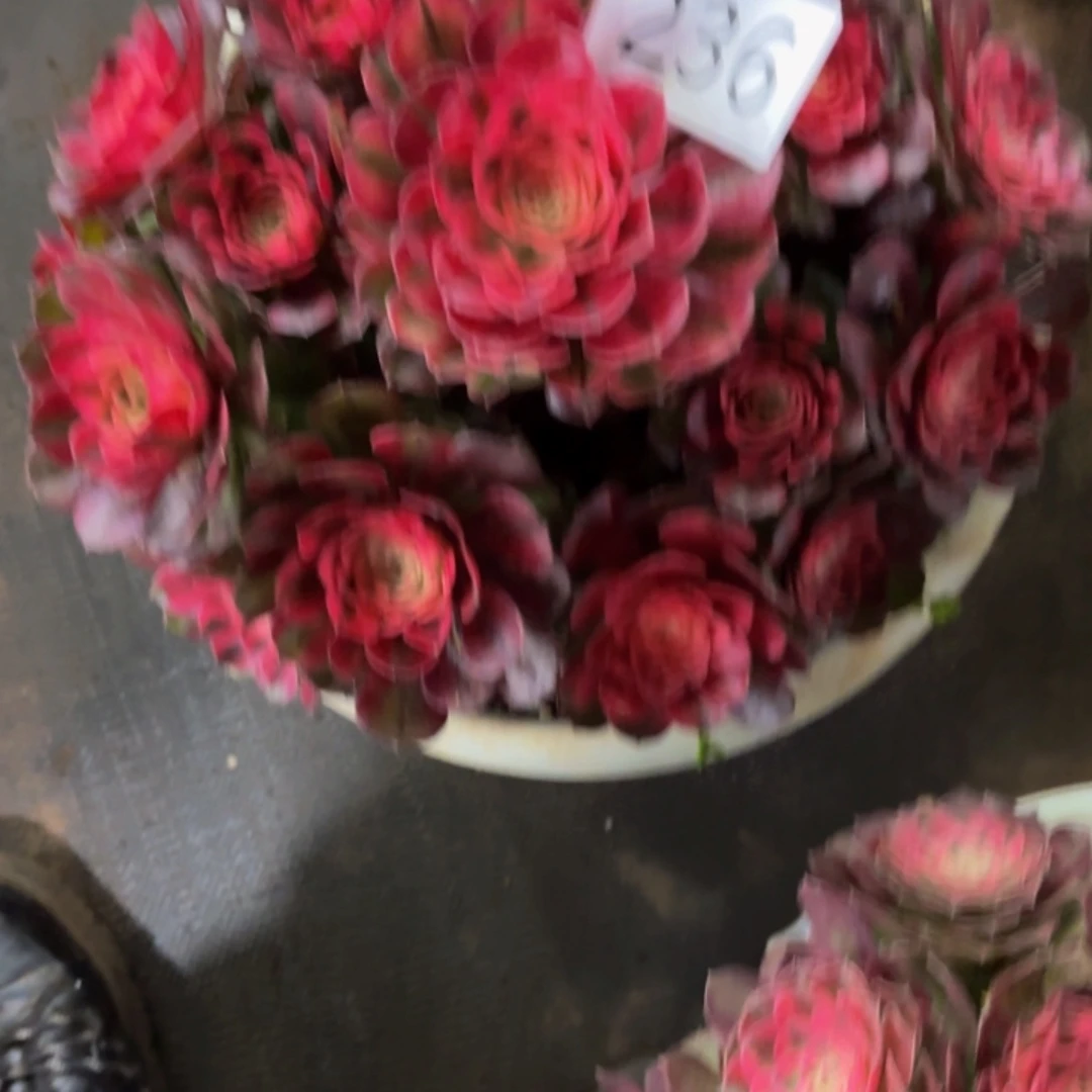 哈哈多肉植物荔枝236