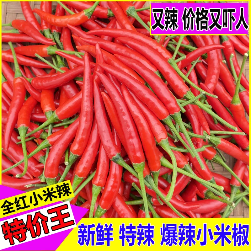 餐饮调味红辣椒蔬菜批发朝天椒新鲜现摘特辣小米椒海椒泡椒剁辣椒