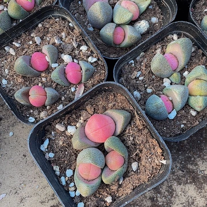 粉色元宝6.8带盆