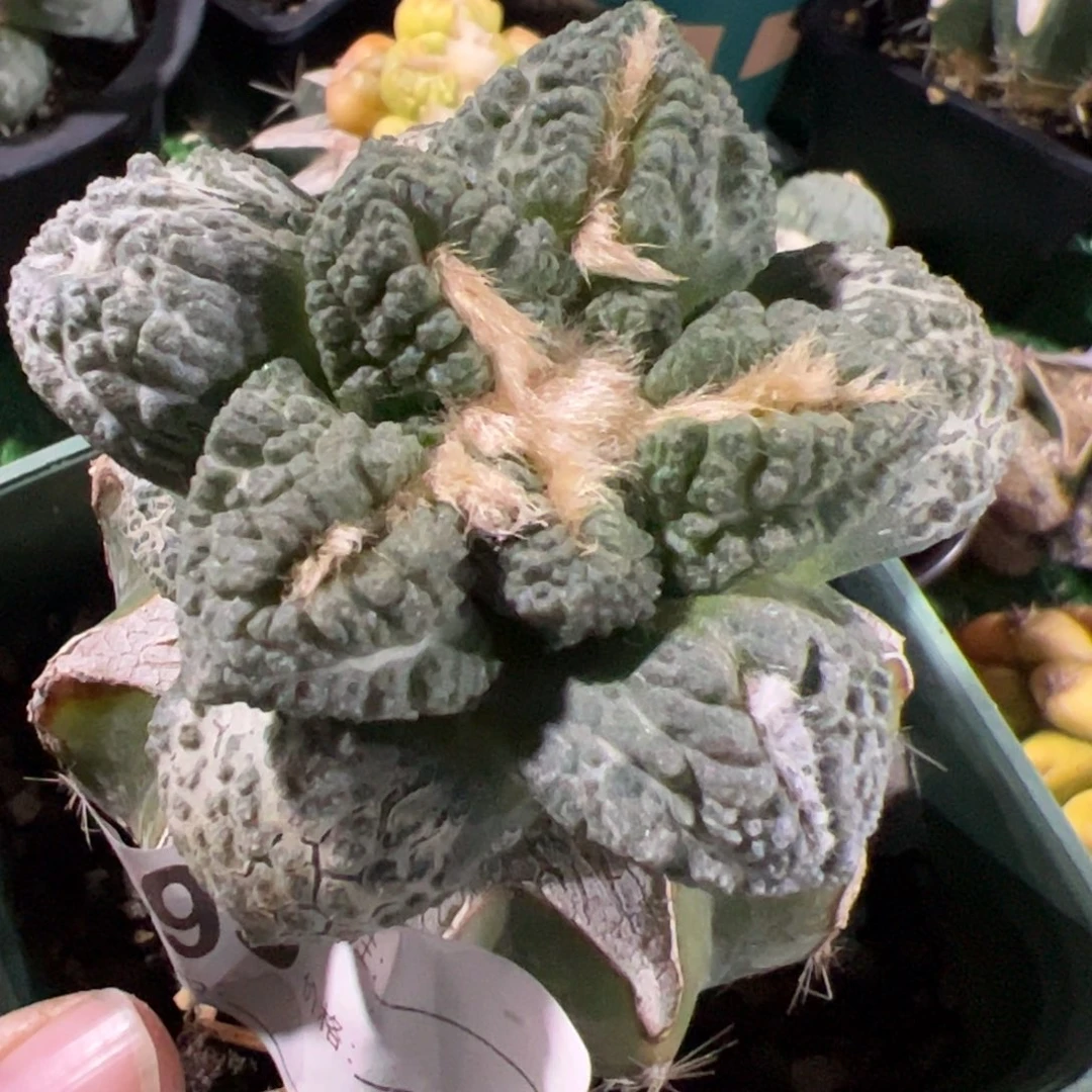 H****n龟甲牡丹仙人球693