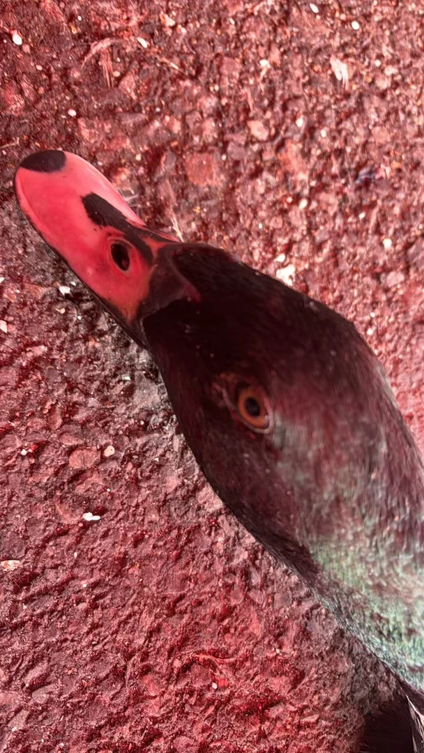 农村散养8个月跑田纯粮食老土鸭黑木鸭半番鸭肉质紧实顺丰包邮