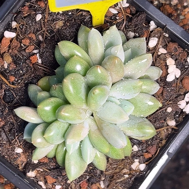 多肉植物胖体哥特826