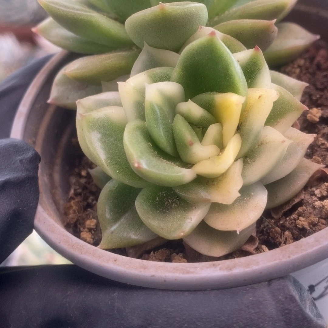 119碧浪锦锦锦锦锦锦