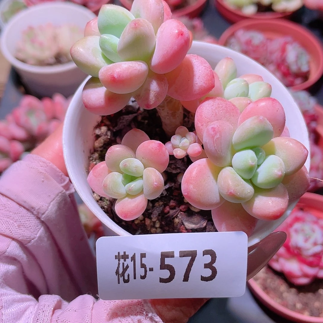 花利美15-573洛神