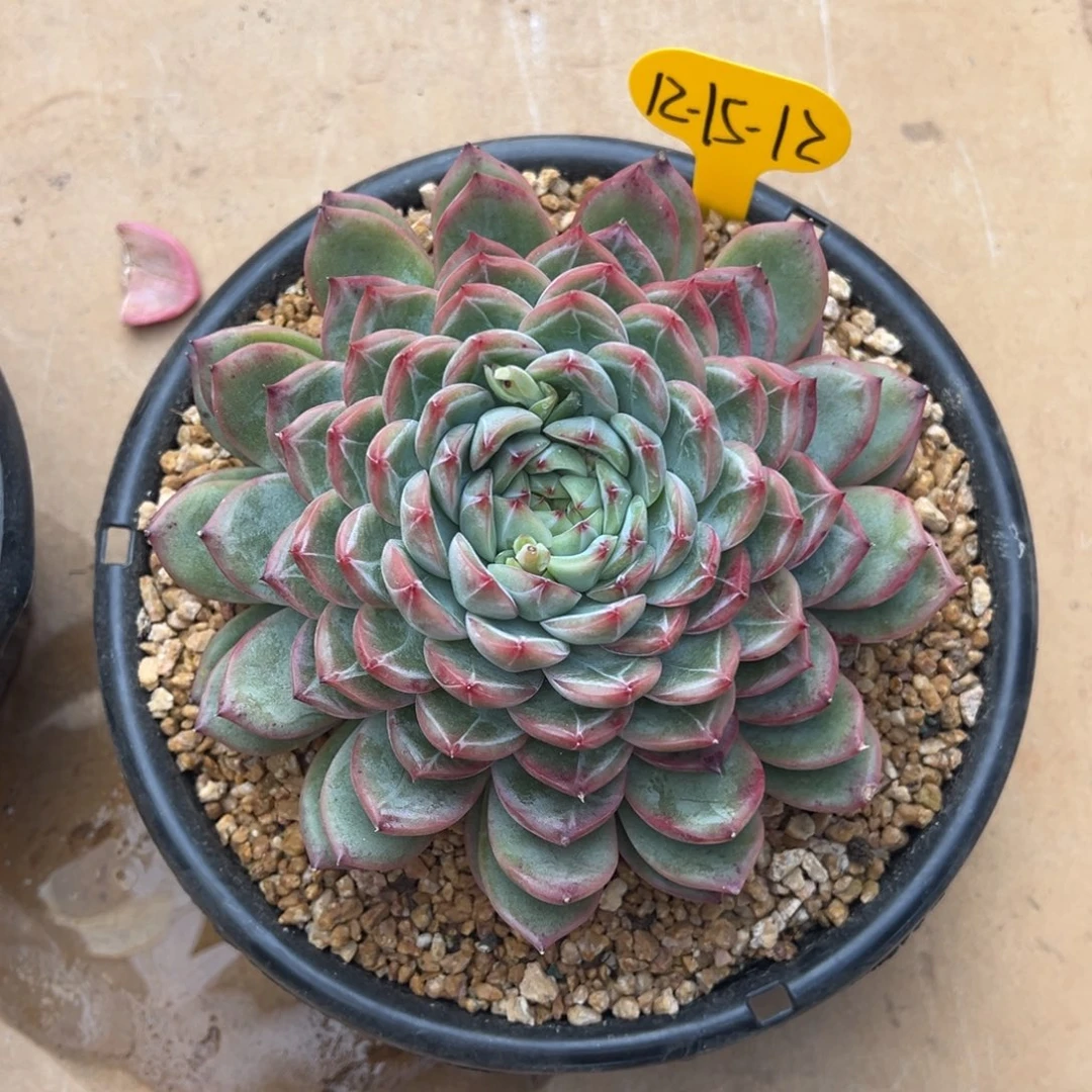 12-15-12新品美肉多肉植物