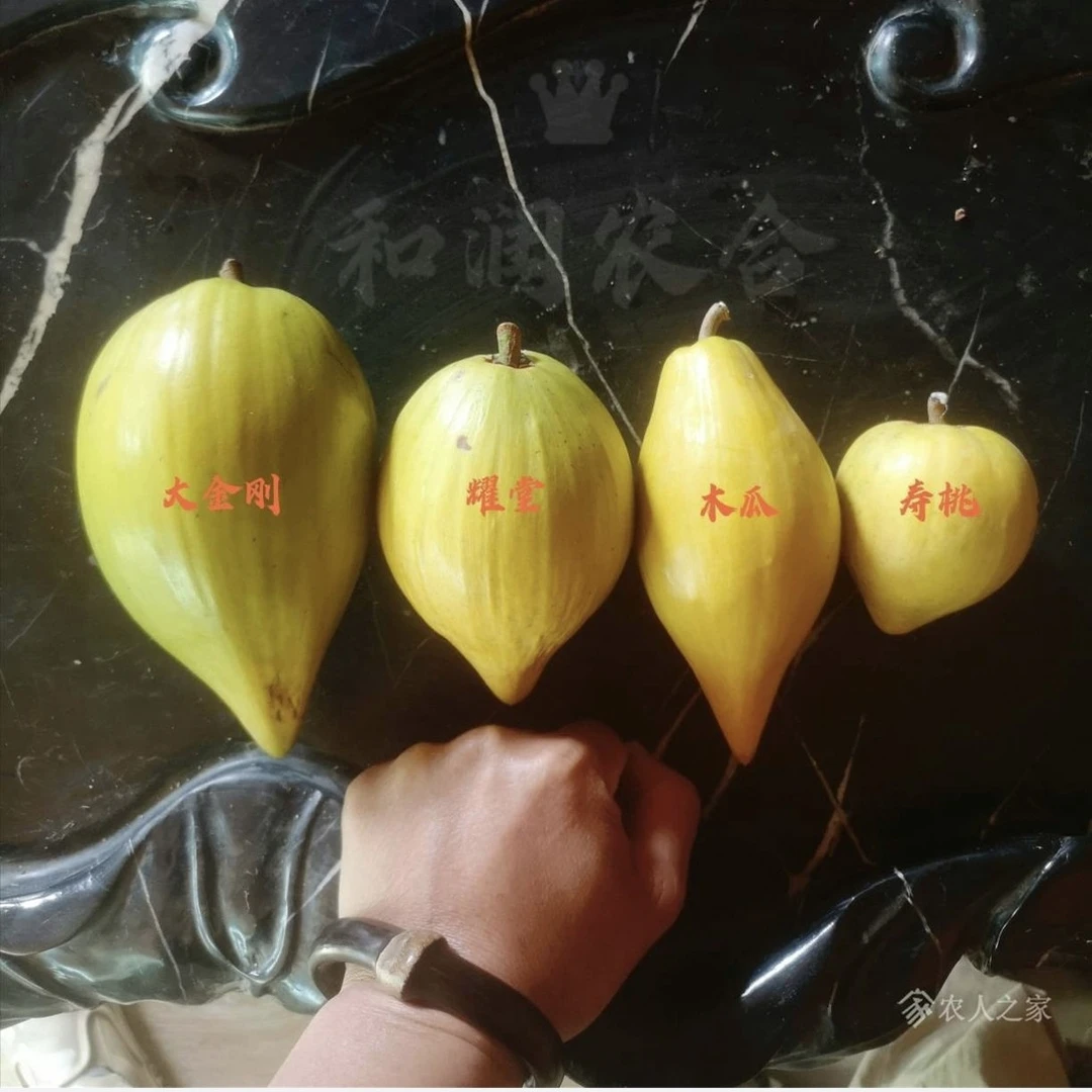 一物一图一树多品仙桃蛋黄果嫁接苗