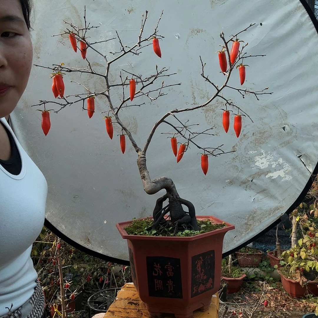 我***像完全开放老鸭木市