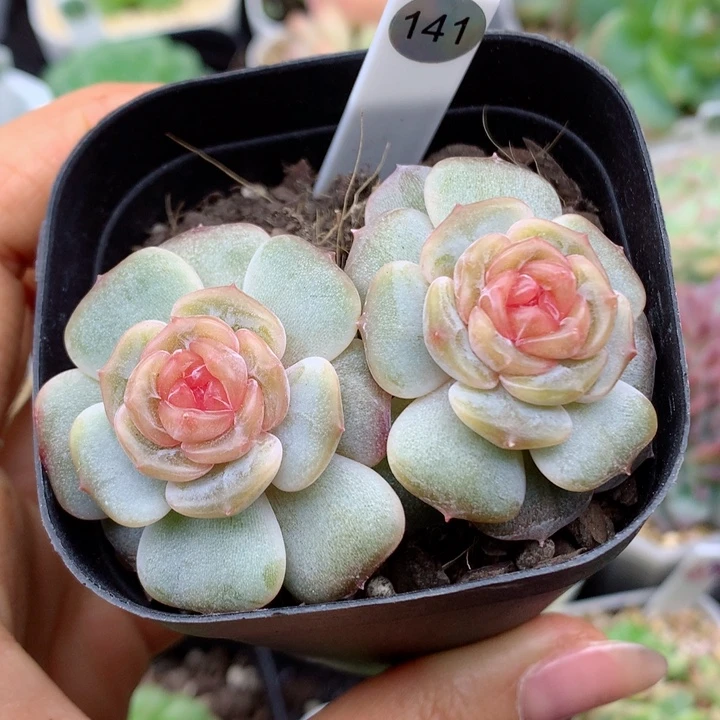 58包邮  群生不包整30