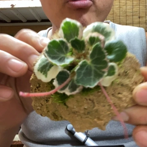 红陶一物一拍所见即所得78