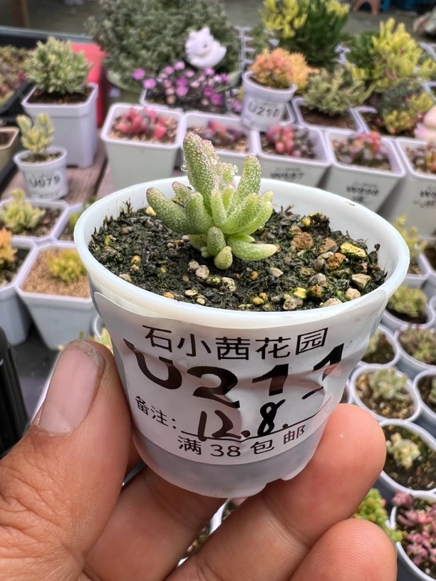 开播福利多肉植物枝干番杏米粒锦