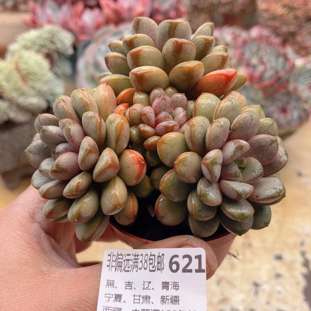 621葡萄德华多肉