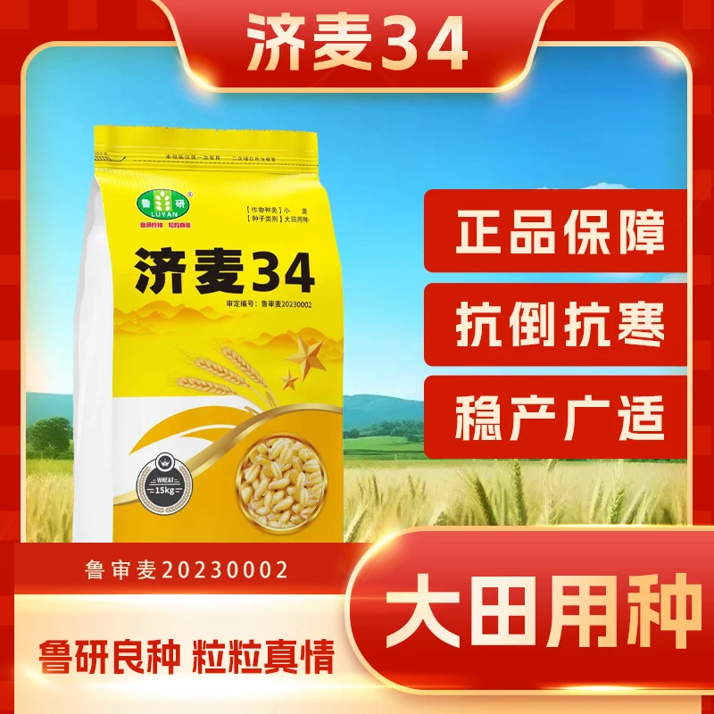 鲁研济麦34 适宜晚播 多抗广适 抗寒抗倒 农科院选育不包衣小麦种