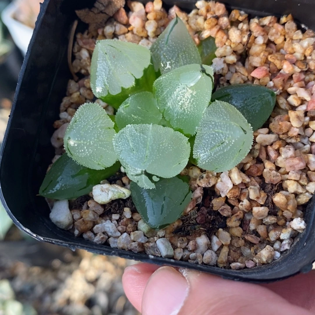 冰鸾玉一颗 开播福利