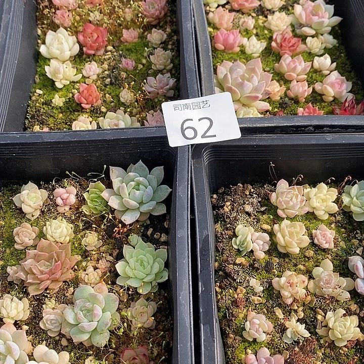 62 多肉植物盆栽花卉