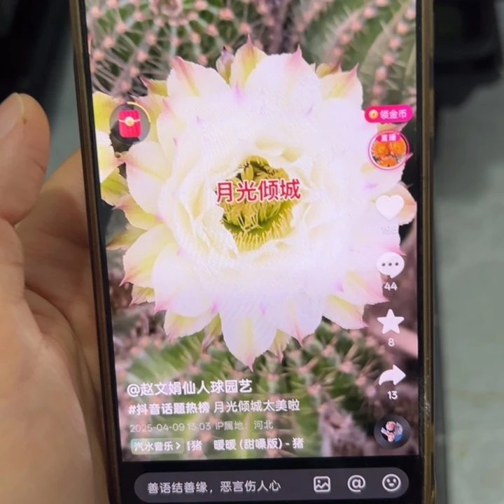 无花朵无根侧芽歪月光倾城丑
