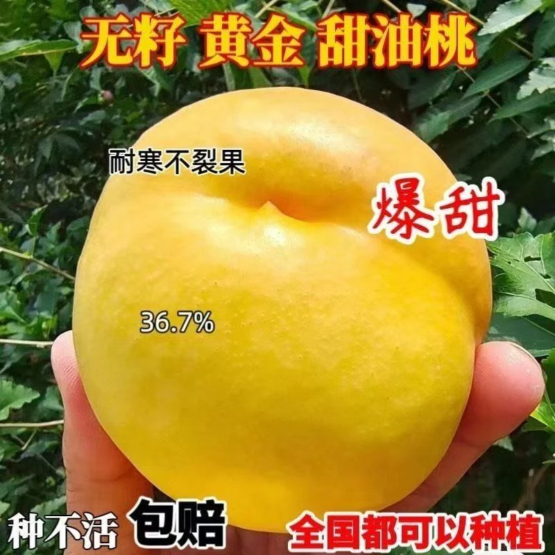 新品种嫁接桃树苗黄金油桃苗特大脆甜盆栽地栽南北方种植当年结果