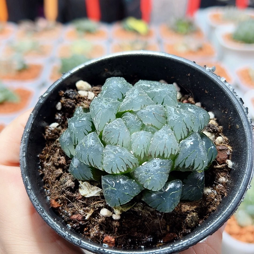 十二卷多肉潘氏冰灯