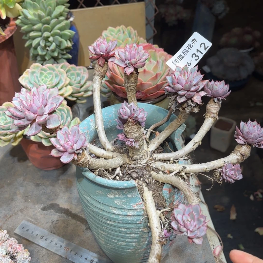 同温层多肉赫拉312