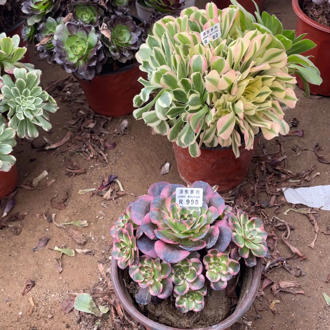 998纳福多肉法师断枝不包