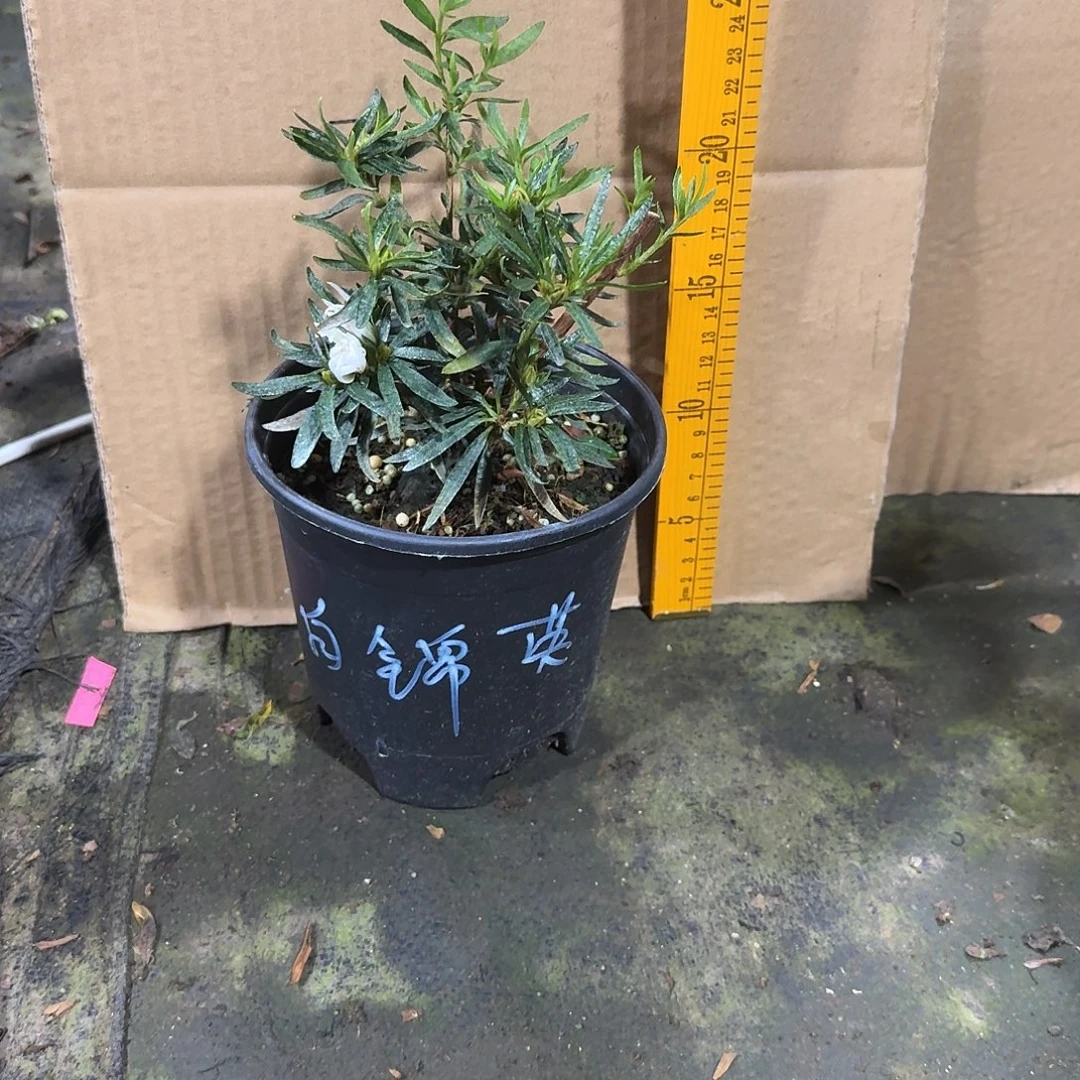 金***哥完全开放白锦樱杜鹃