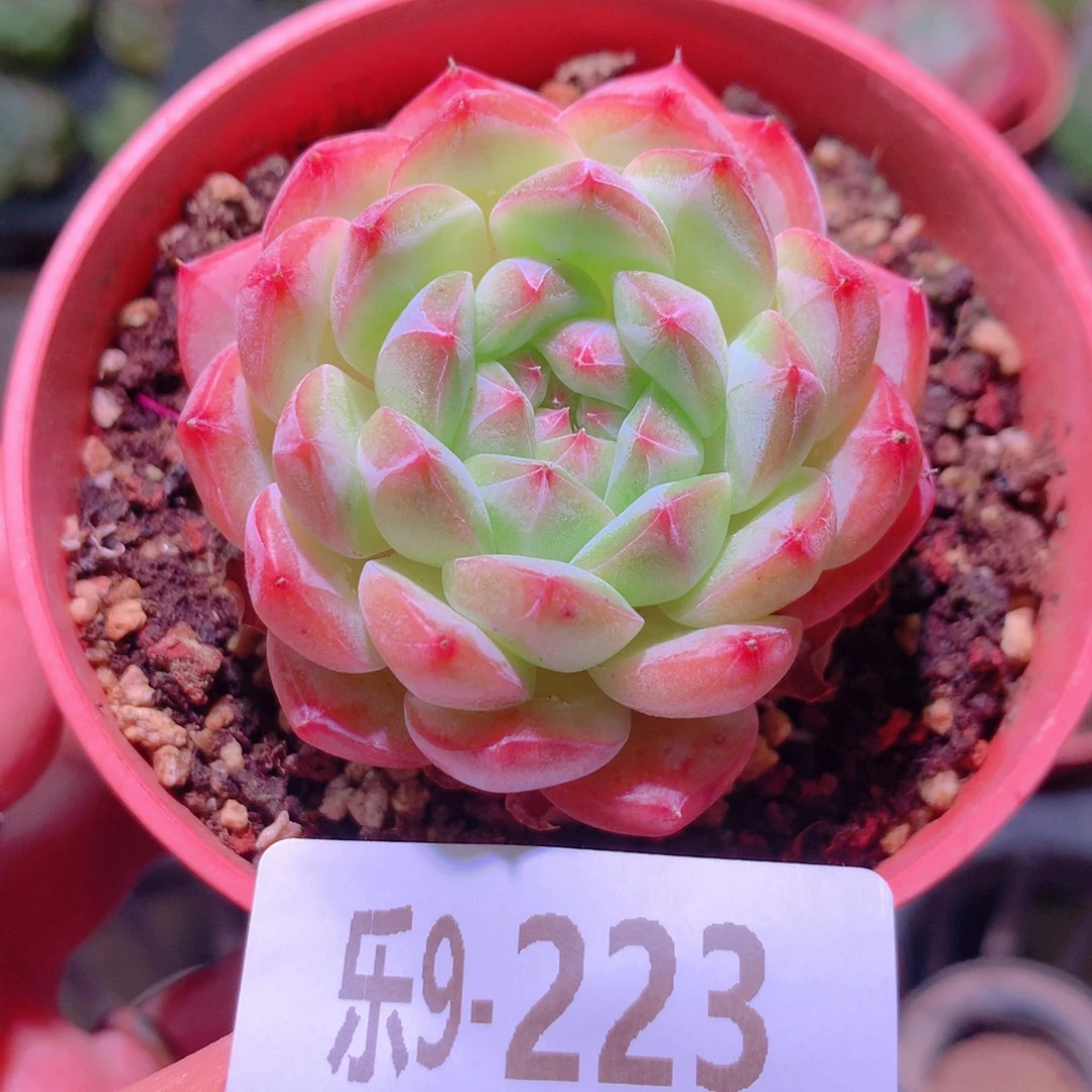 乐然9-223 新品单头