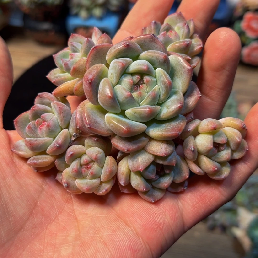 *****新年快乐 新年快乐