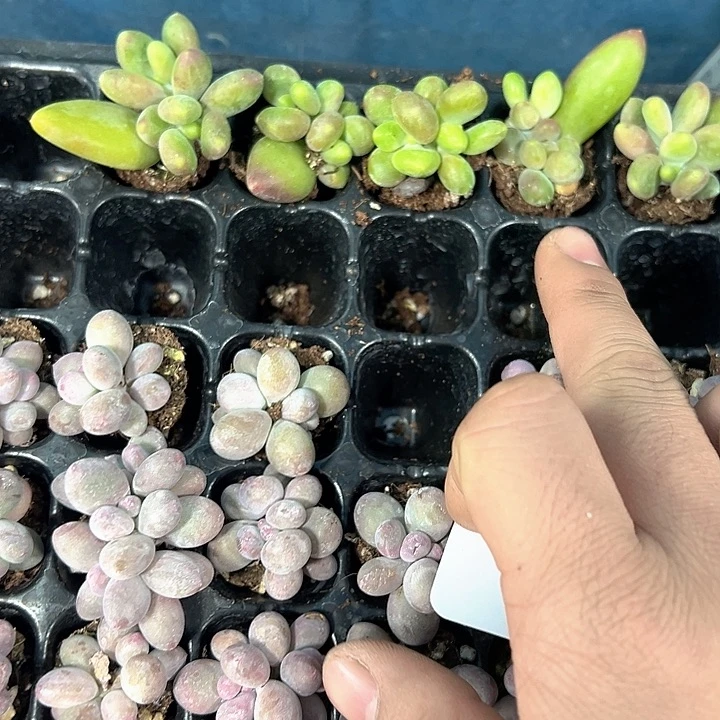 、****芒果奶 满10颗包邮