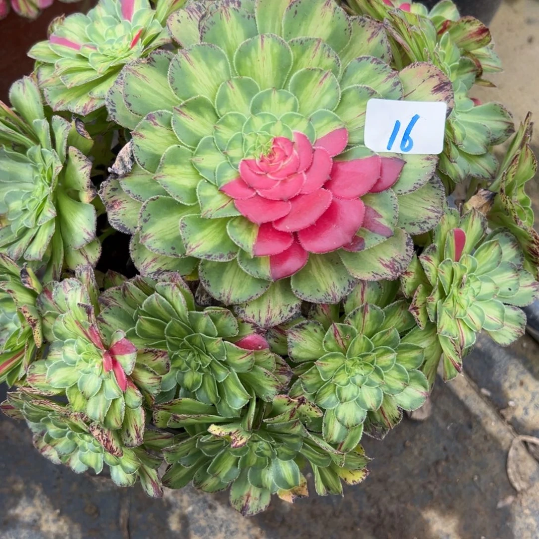 阳****马16知否无根多肉植物系