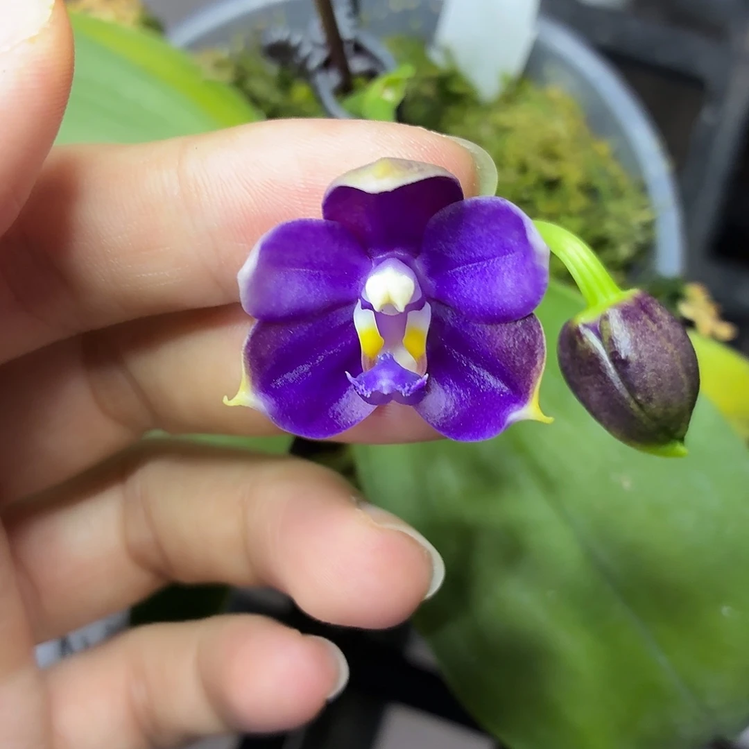 当前无花朵，栽培后可花朵A1623yss1230