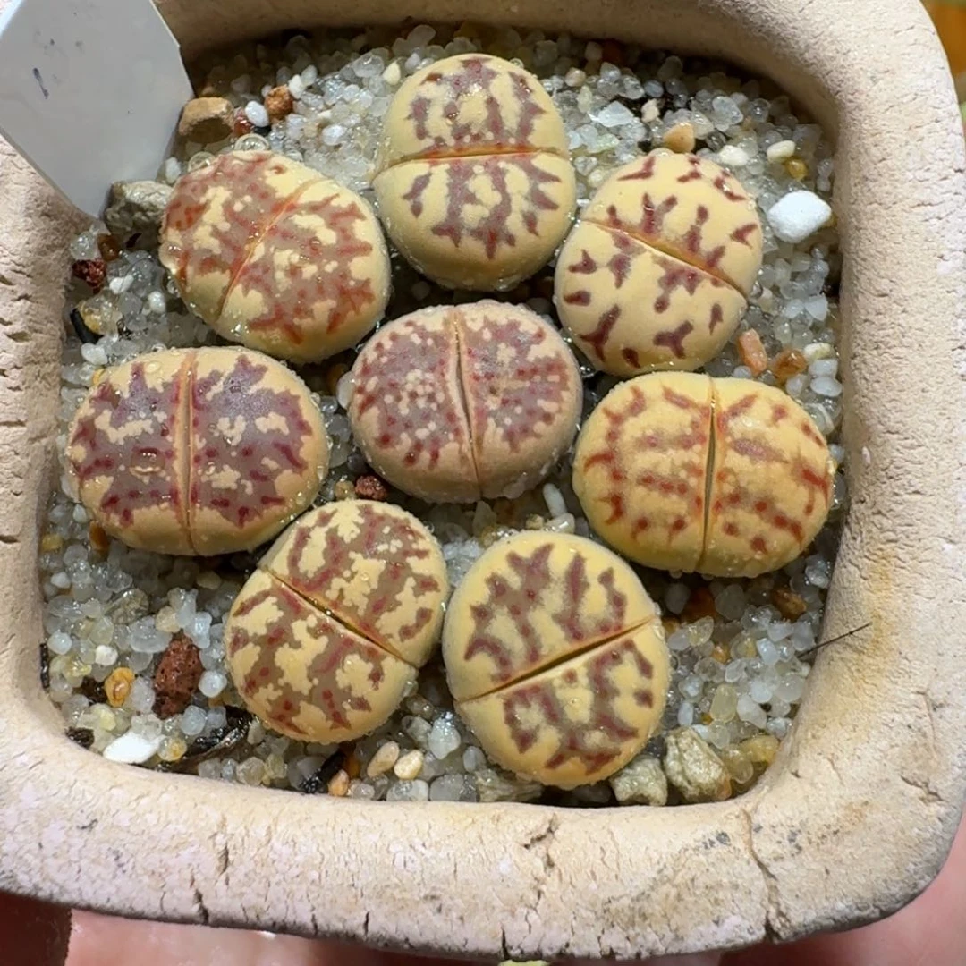 蘑菇1028丽虹彩拼多肉植物