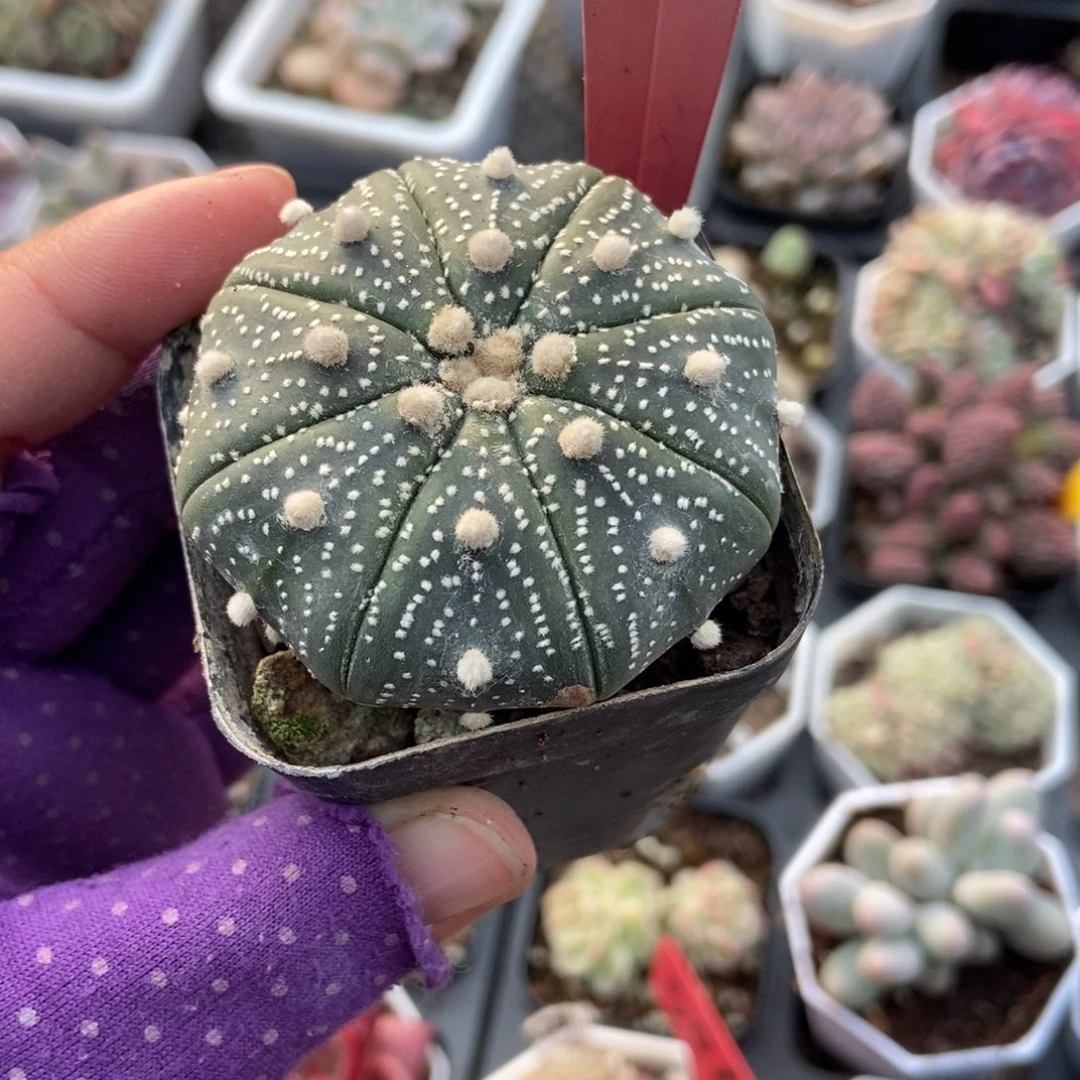 827星蔸多肉植物多肉