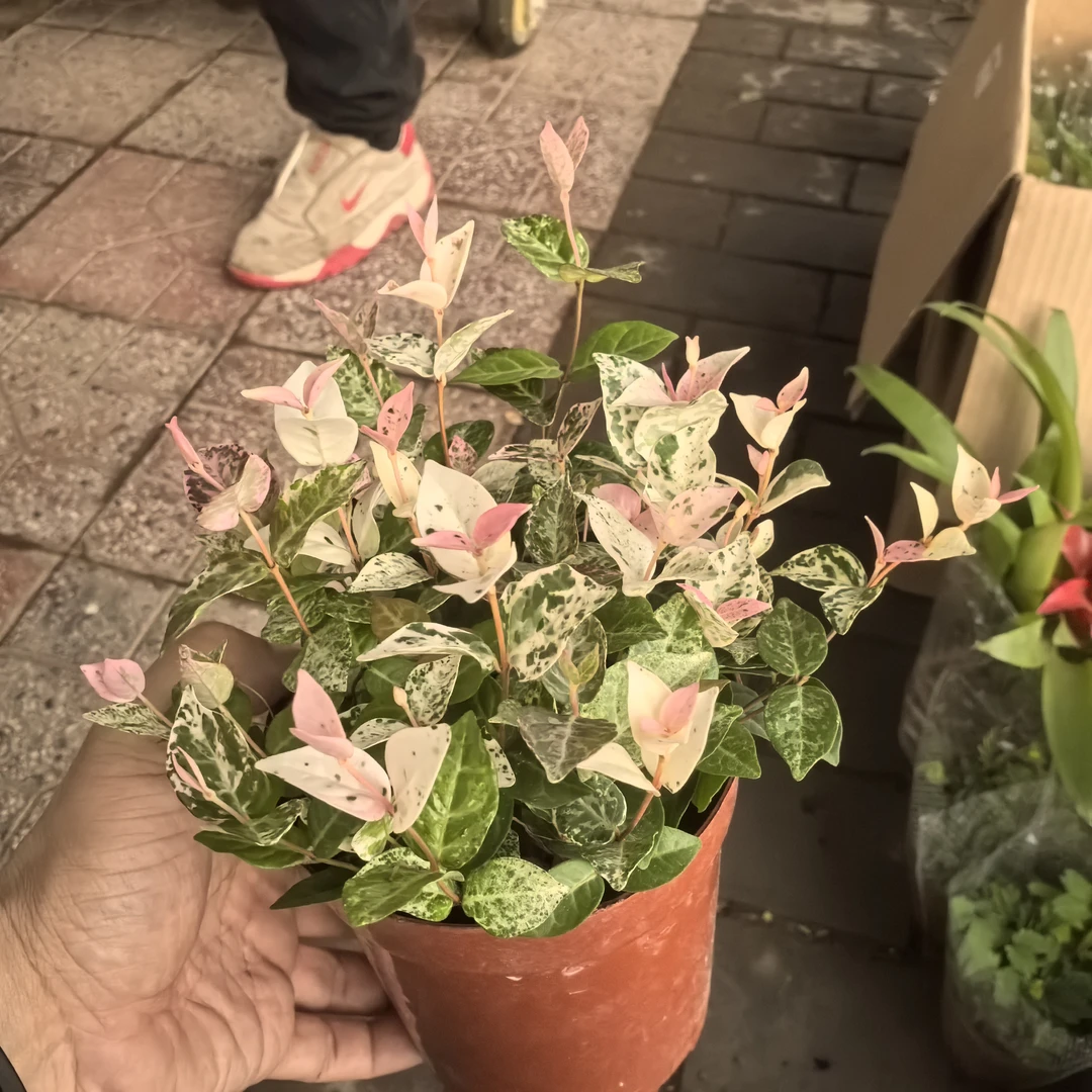 花叶络石红色原盆1盆