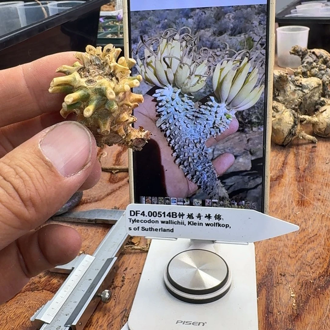 苏瑟兰钟馗奇峰锦2-4-5