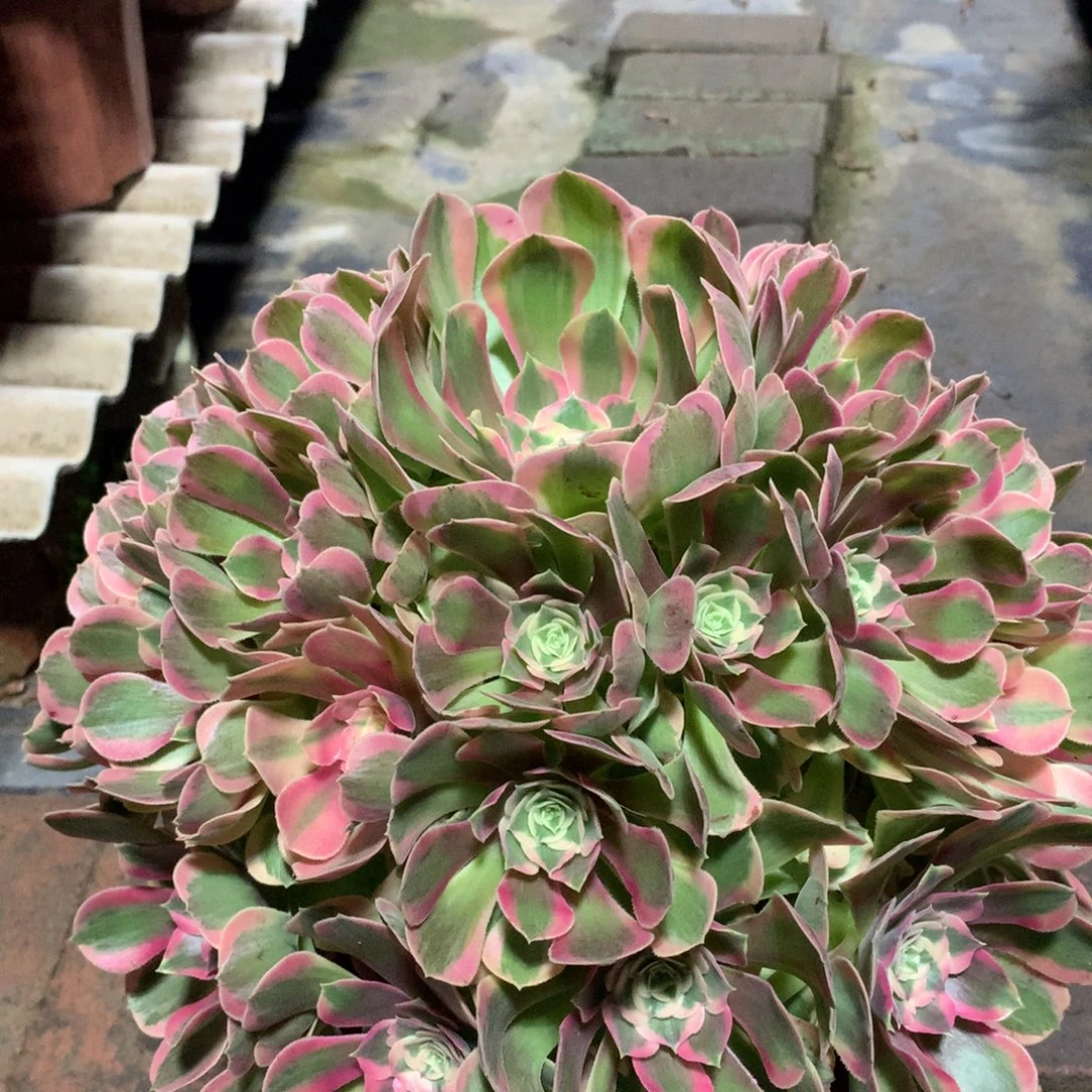 妖月捧花，多肉植物
