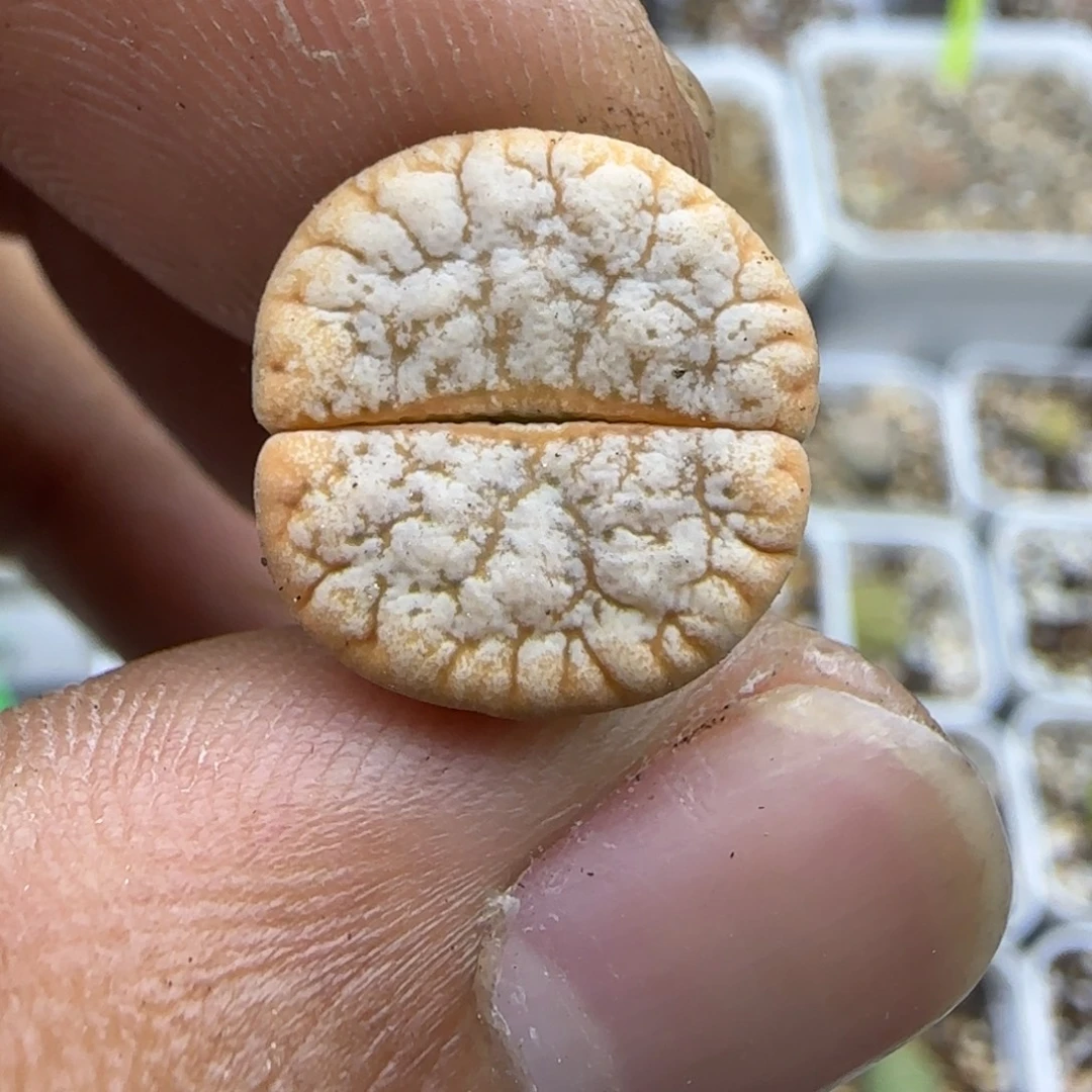 607 生石花大棚直播