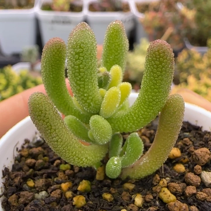 156-钻石黄化锦植物枝干