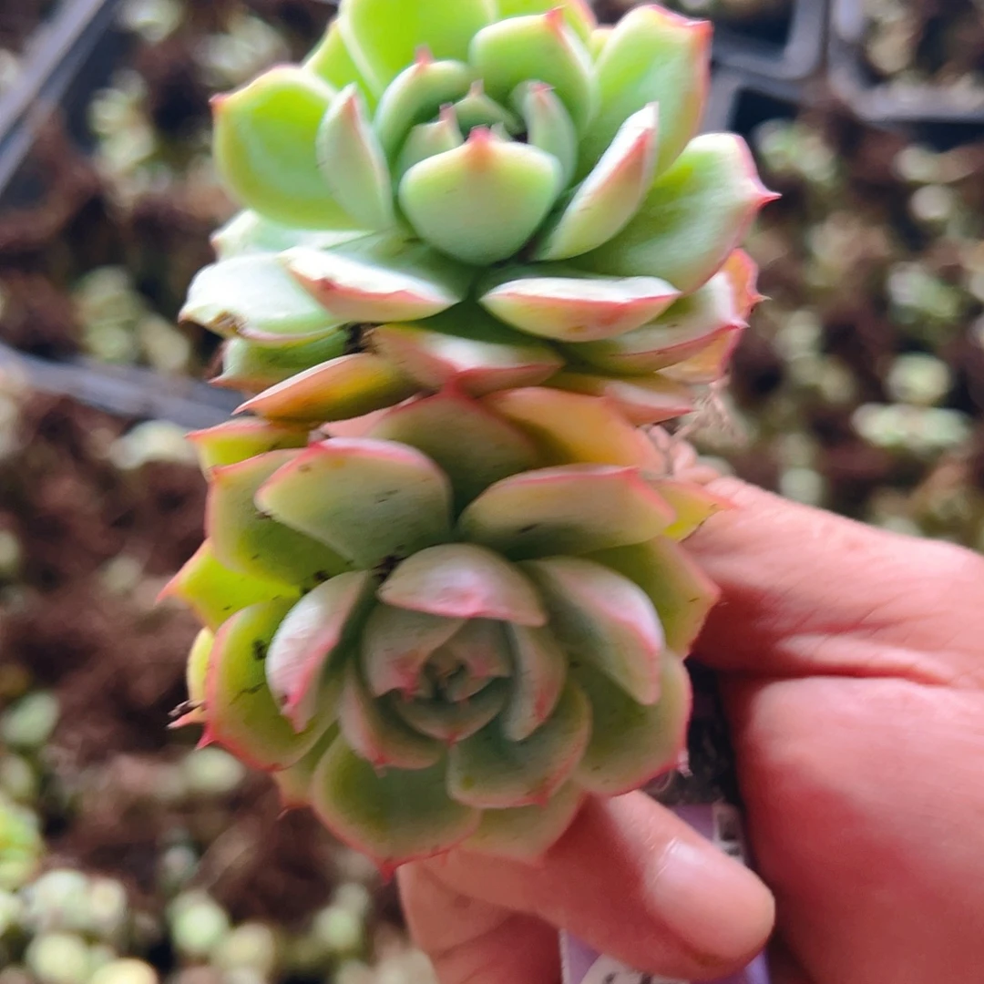 多肉粉水晶18个不售后