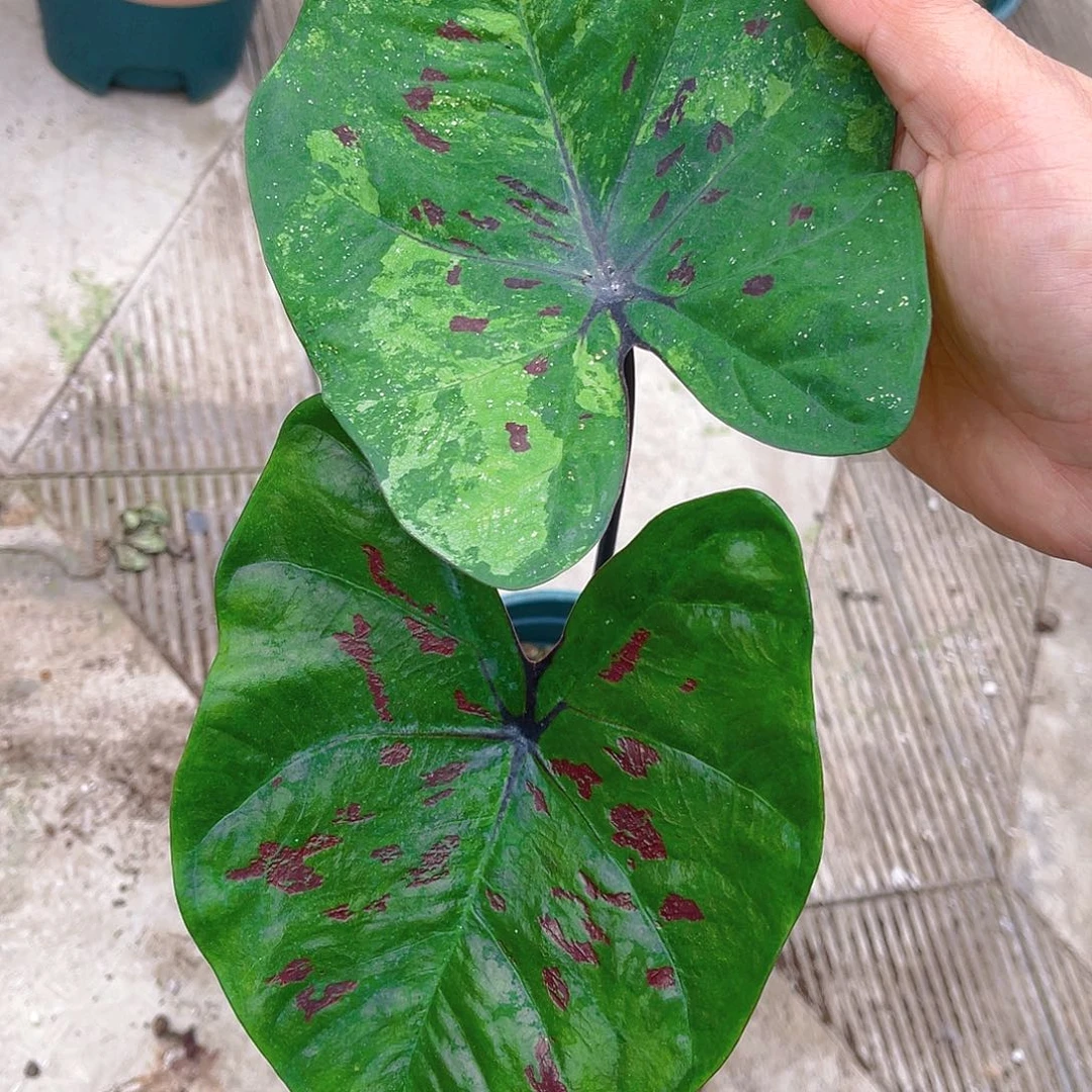 完全开放泰彩一物一拍9105