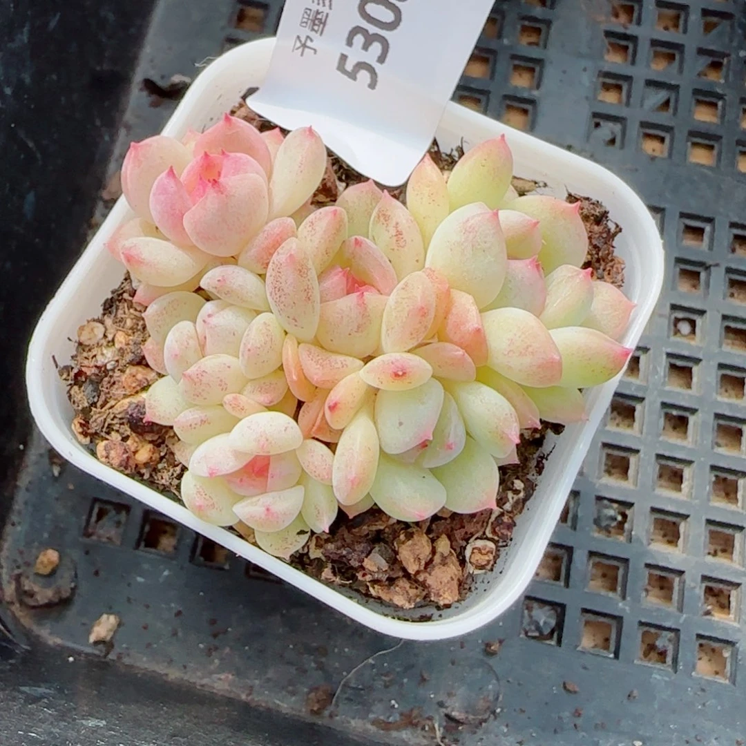 璇玑珍妮群，5308多肉植物