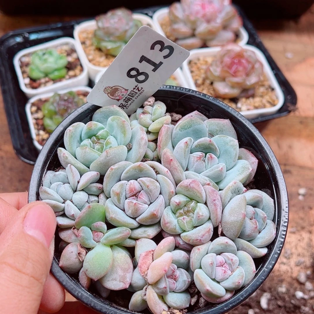 当前无花朵，栽培后可花朵