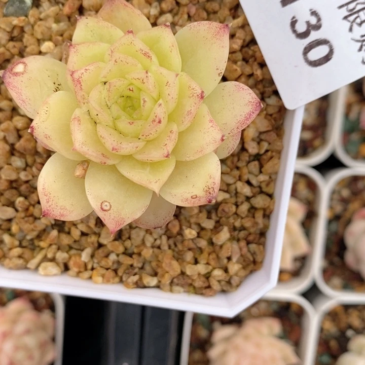 小****子2-130多肉多肉多肉多肉多肉多肉