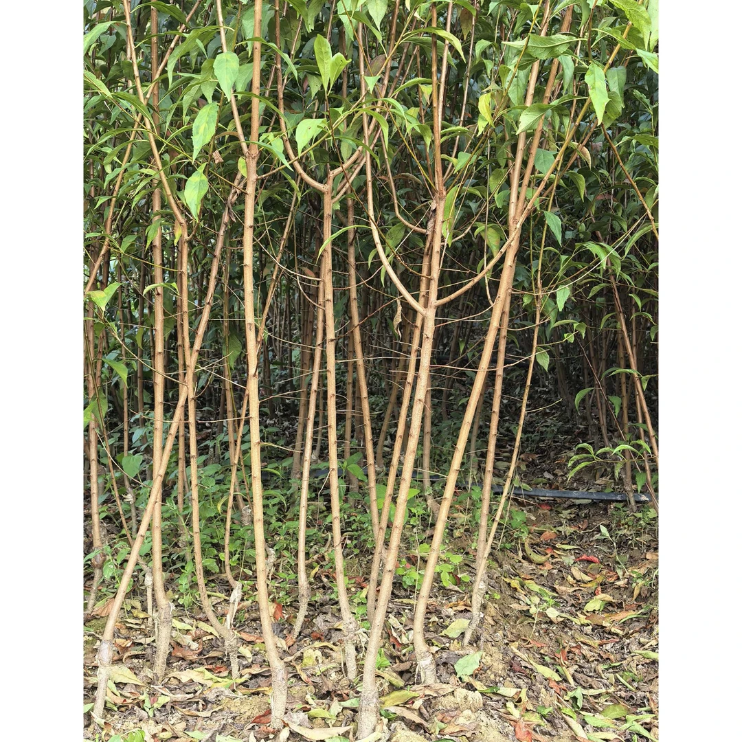 贵州六马正宗蜂糖李苗两年苗
