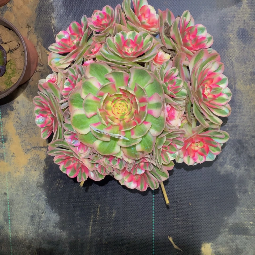 爱***人法师多肉植物294.倾城