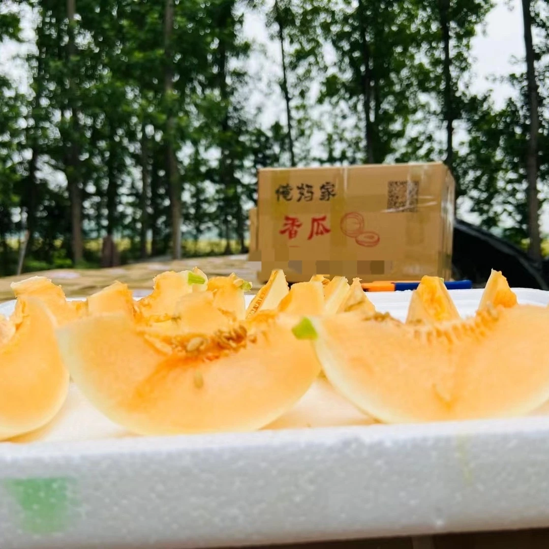 俺妈家香瓜带箱20斤(13个左右瓜)放冰箱保鲜口感会更好(坏果包赔)