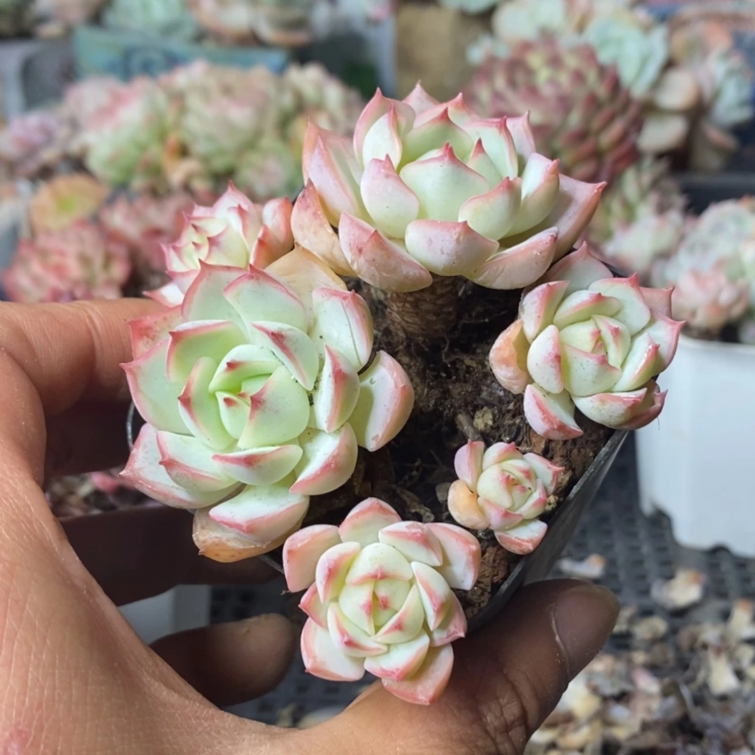 冬***冬杂交群生一物一拍