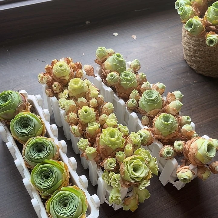 小玉➕阿罗拉➕水蜜桃5个带长盒